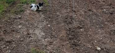 Neupflanzung im Silberberg