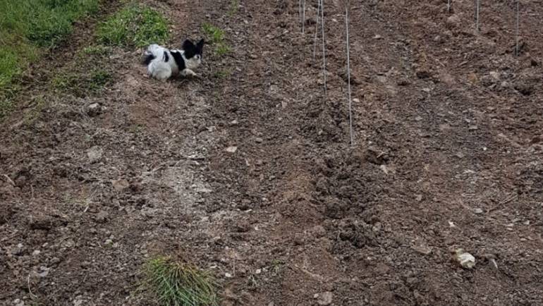 Neupflanzung im Silberberg